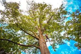 Best Tree Removal  in Fairmount Heights, MD