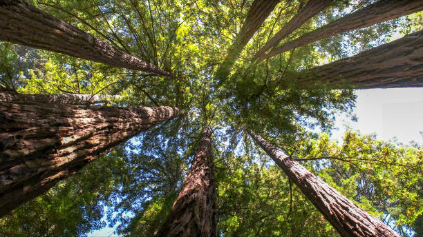 How Our Tree Care Process Works  in  Fairmount Heights, MD