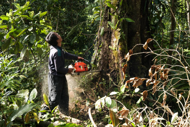 Best Commercial Tree Services  in Fairmount Heights, MD
