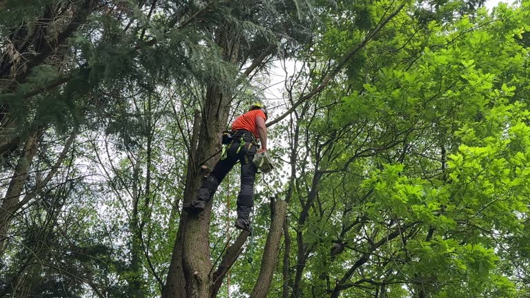 Best Emergency Tree Removal  in Fairmount Heights, MD