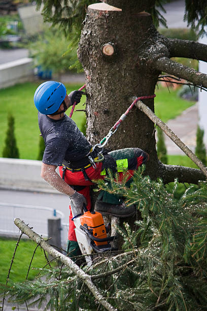 Best Fruit Tree Pruning  in Fairmount Heights, MD