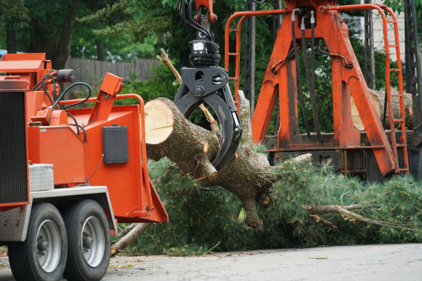 Best Root Management and Removal  in Fairmount Heights, MD