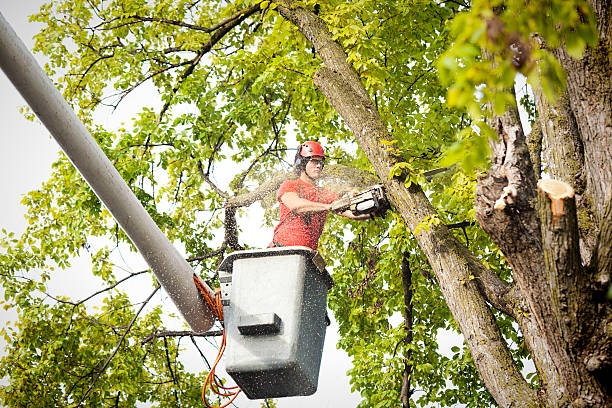 Best Firewood Processing and Delivery  in Fairmount Heights, MD