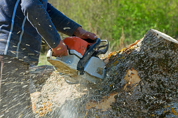 Lawn Pest Prevention in Fairmount Heights, MD