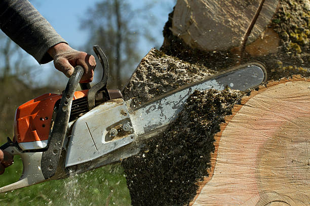 Best Tree Maintenance Programs  in Fairmount Heights, MD