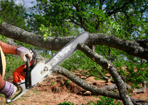 Best Tree Mulching  in Fairmount Heights, MD